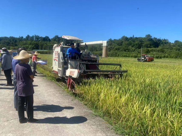 蔚莱策略 黄山市徽州区：机械轰鸣助秋收 稻田“丰”景如画​